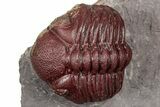 Enrolled Red Morocops Trilobite - Hmar Laghdad, Morocco #359134-1